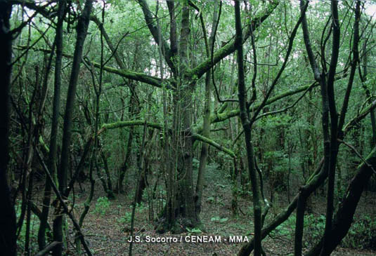 Parque Nacional de Garajonay