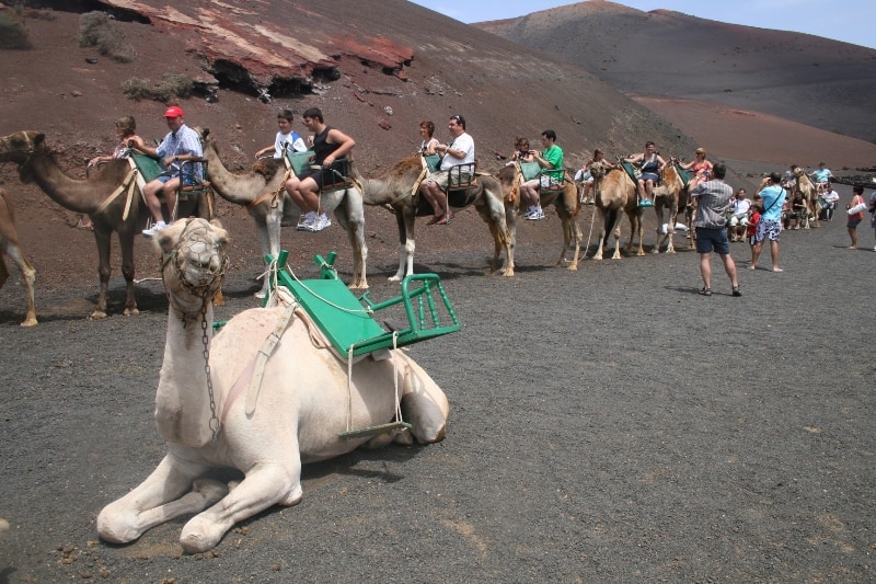 parque-timanfaya camellos